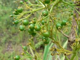 Image result for Pavetta crassipes