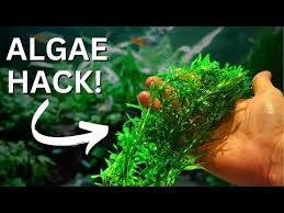 Image result for Rotala fontinalis