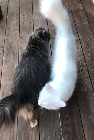 Мой кот нюхает задницу другого кота. Это нормально? (Только неправильные  ответы) : rcats