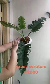 Check spelling or type a new query. Philodendron Green Serratum Jungle Boogie Furniture Home Living Gardening Plants Seeds On Carousell