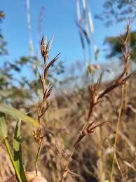 Image result for Cymbopogon pospischilii