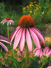 Grow Indiana Natives Promoting Indiana Native Plants For Landscaping Native Plant Landscape Native Plants Plants