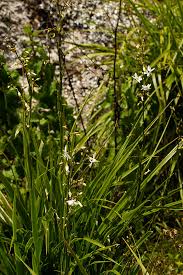 Image result for Chlorophytum nyasae