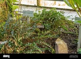 Image result for Sinopteridaceae