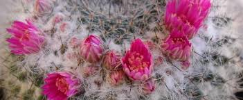 During the spring, strawberry hedgehog produces bright pink flowers at the crown of its. Old Lady Cactus Mammillaria Hahniana