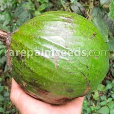 Image result for Monodora