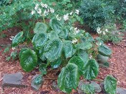 Image result for Begonia rostrata