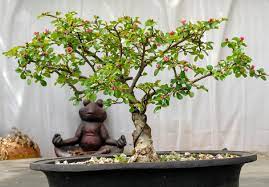 My cotoneaster from nursery stock. 2nd year training. : rBonsai