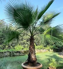 Image result for Washingtonia filifera