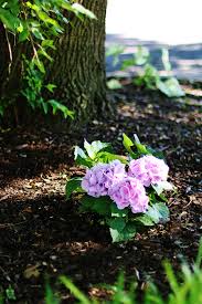 Very easy to grow from sunflower seeds, just find a sunny, sheltered spot and watch them grow! Growing Hydrangeas In Texas Simple Tips Thistlewood Farm