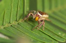 Die cerbalus aravaensis wurde auf jeden fall bereits vor. Top 10 Der Coolsten Spinnen