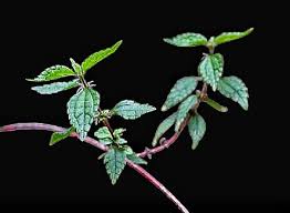 Image result for Droguetia iners