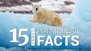 The typical dive lasts approximately 30 seconds, although at least one polar bear had previously been recorded staying under water for one minute and 12 seconds. Polar Bear Sets Impressive New Diving Record