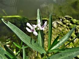 Image result for Justicia fittonioides