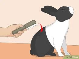 Fill a clean bathroom sink to about 2.5 depth with slightly warm water (about 90of) 3. 3 Ways To Bathe Your Pet Rabbit Wikihow