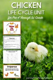 Free Chicken Life Cycle Easter Writing Project In 2020 Chicken Life Cycle Life Cycles Chicken Life Cycle Activities