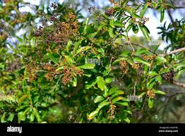 Image result for Galpinia transvaalica