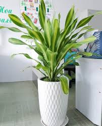 Đơn vị cho thuê cây xanh văn phòng