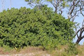 Image result for Allophylus tanzaniensis