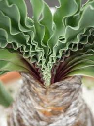 Image result for Boophone