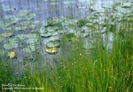 Image result for Xyris peteri