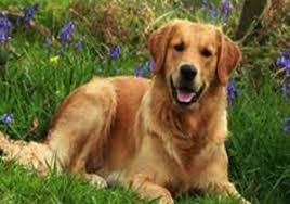 Golden Retriever Apartmanda Beslenirmi Kopek Cinsleri