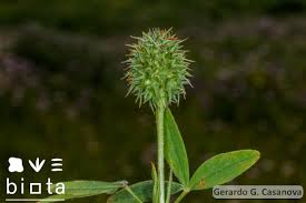 Image result for Trifolium squarrosum