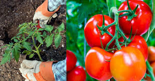 Put These 8 Things In Your Tomato Planting Hole For The Best Tomatoes Ever Tomato Garden Growing Vegetables Growing Tomatoes In Containers