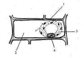 Plasmolysed cell is plant cell which has lost water by osmosis from concentrated solution/hypertonic solution, the cell membrane shrinks towards a sap vacoule; Name The Parts 1 To 4 The Diagram Is Of A Plasmolysed Cell For Tenth Icse Only Brainly In
