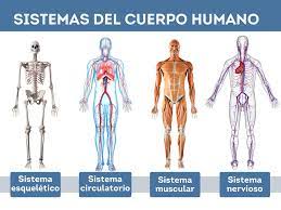 Sistemas del cuerpo humano | Anonymous | uDocz