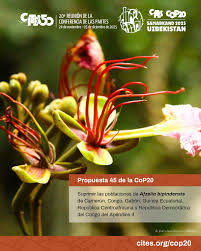 Image result for Pteleopsis anisoptera