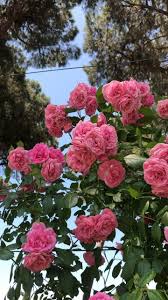 Palermo City Guide Book Simposio Italian Travel Recipes And Culture In 2020 Purple Flowers Garden Flower Video Beautiful Rose Flowers