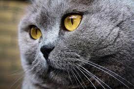 The Yellow Eyed Cat British Blue Cat Cat With Blue Eyes British Shorthair Cats