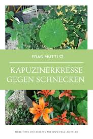 Kapuzinerkresse Gegen Schnecken An Blumen Frag Mutti In 2020 Garten Pflanzen Kapuzinerkresse Schnecken Im Garten