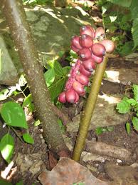 Image result for Anchomanes