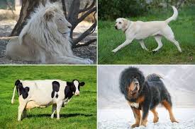 For them how much an animal is expensive doesnt matter. World S Most Expensive Pets The Animals Worth More Than Your House Supercar Or Diamond Earrings Mirror Online