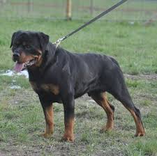 Vitus vom hause neubrand by vom hause neubrand rottweilers. Luke Vom Hause Neubrand Working Dog