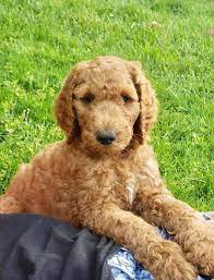 We have had a busy week around here! Goldendoodle Puppies Home Facebook