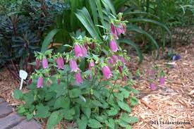 Bellflower Campanula Ringsabell Mulberry Rose Bellflower Campanula Ground Cover