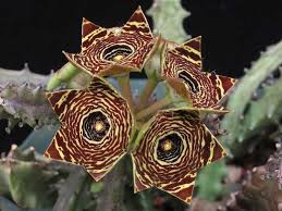 Image result for Toddalia crenulata
