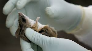 Hantaviruses are a large group of viruses that circulate asymptomatically in rodents, insectivores and bats, but sometimes cause illnesses in humans. Hantavirus Welle Im Sudwesten Marktcheck Swr Fernsehen