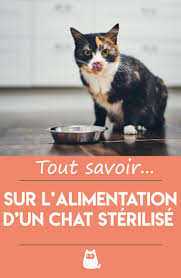 Quelle Est La Meilleure Alimentation Pour Un Chat Sterilise Croquette Et Alimentation Maison En 2020 Chats Et Chatons Chat Alimentation Chat
