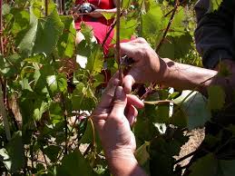 Image result for graft grape vines