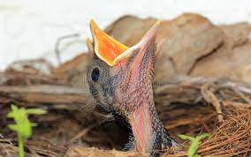Some might have a little fur, primarily on the face, ears, legs, and tail. 24 043 Baby Birds Photos Free Royalty Free Stock Photos From Dreamstime