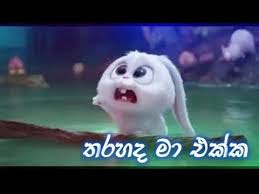 Tharahaida ma ekka (තරහයිද මා එක්ක) new music hd video by sl top hits music download. Tharahaida Ma Ekka à¶­à¶»à·„à¶ºà¶¯ à¶¸ à¶'à¶šà¶š Snowball à·„ à¶¸ à¶¶ à¶½ Youtube