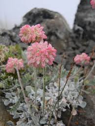 Image result for Equilabium pauciflorum