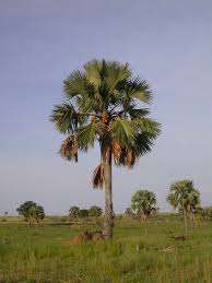 Image result for Borassus aethiopum