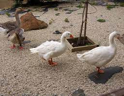 Bebek betina berbulu cokelat dan terlihat membosankan, sementara bebek jantan memiliki warna ungu pada sayap (mirip selempang) dan memiliki bebek mottled, baik jantan dan betina, memiliki warna bulu yang sama sehingga sulit membedakannya jika berdasarkan bulu saja.7 x teliti sumber. Bebek Angsa Atau Entog Ha Ha Ha Kiyanti2008 S Weblog