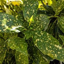 Goldstrike' this evergreen shrub has large, glossy dark green leaves splashed with gold markings. Aucuba Japonica Mr Gold Strike Mr Goldstrike Spotted Laurel From Prides Corner Farms