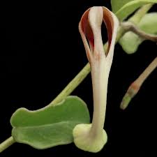 Image result for Ceropegia nilotica